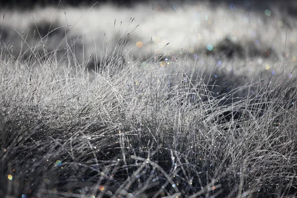 ぬれた草 — ストック写真