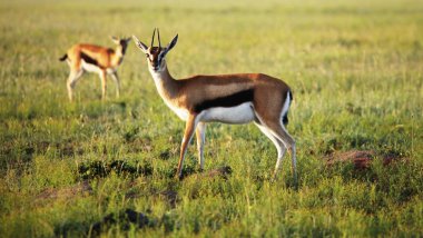 Antelope in grass clipart