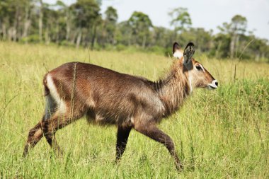 Waterbuck clipart