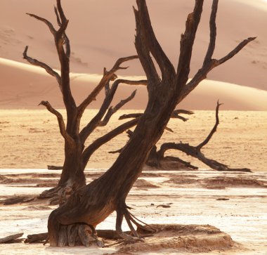 Namib