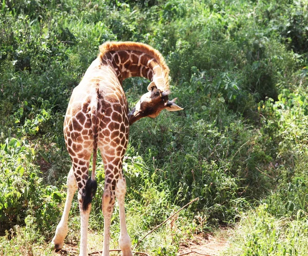 Girafe — Stockfoto