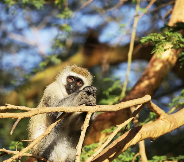 Maymun ağacı üzerinde — Stok fotoğraf