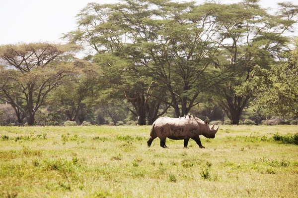 Rhino — Stock Photo, Image