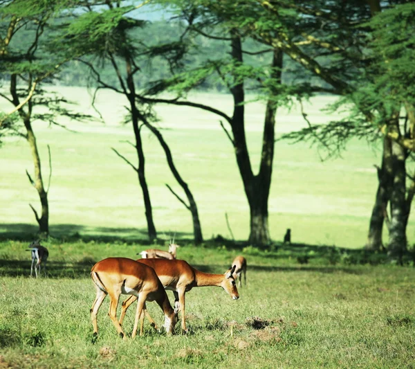 Antilopa — Stock fotografie