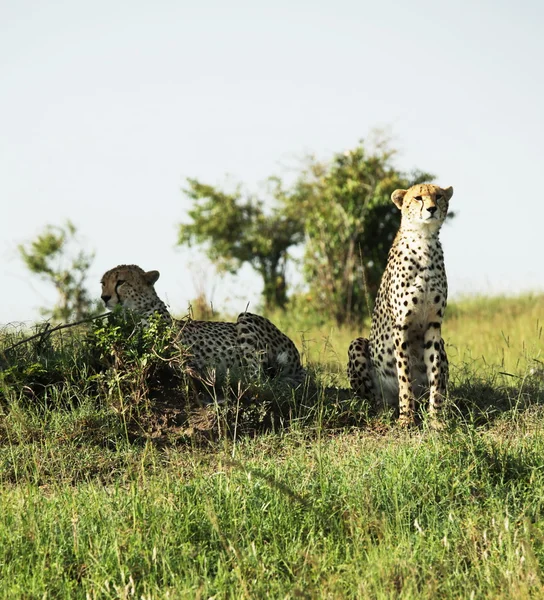 Gepard — Stok fotoğraf