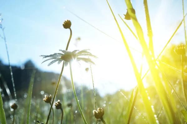 stock image Morning meadow