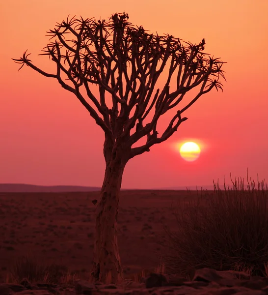 Afrikanska trädet — Stockfoto
