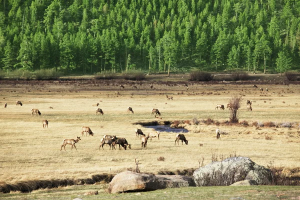 stock image Deer