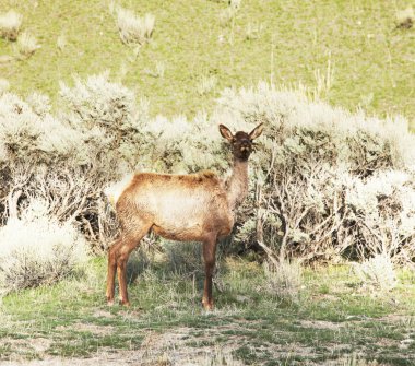 Yellowstone'da geyik