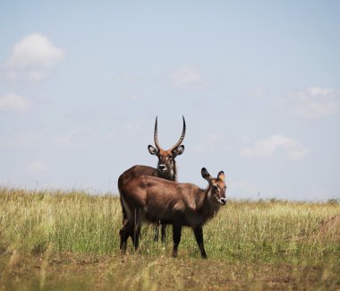 Waterbuck