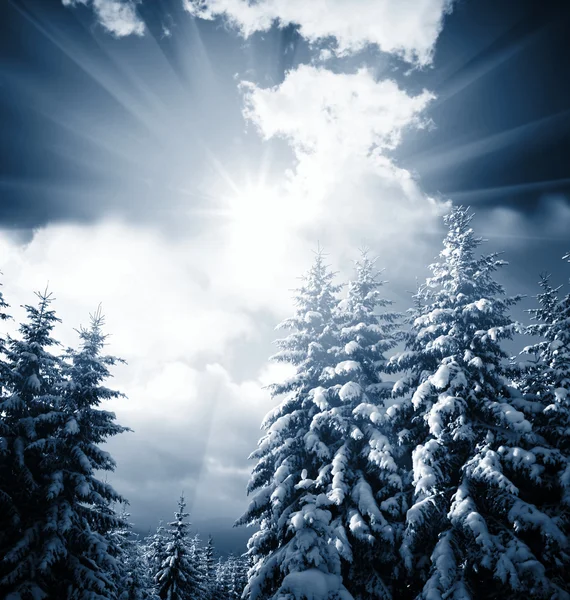 Frozen trees — Stock Photo, Image