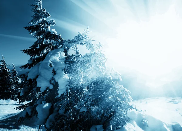 Bevroren bomen in zonnige — Stockfoto