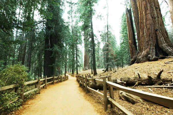 Sequoia — Stok fotoğraf