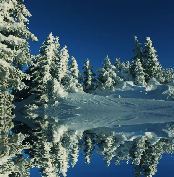 森の中の冬 — ストック写真