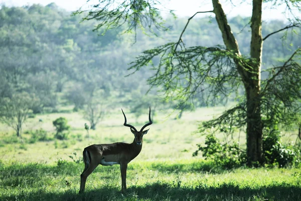Antilope im Wald — Stockfoto