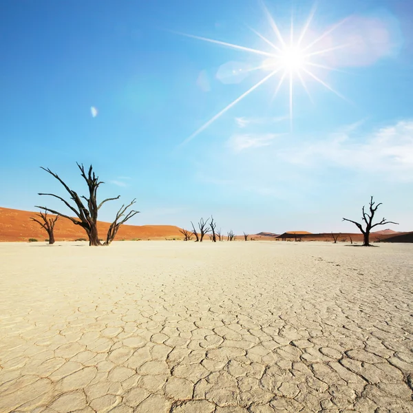 Namib — Foto de Stock