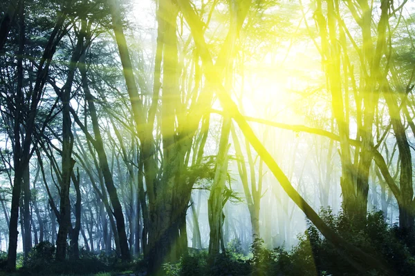Güneşli orman — Stok fotoğraf