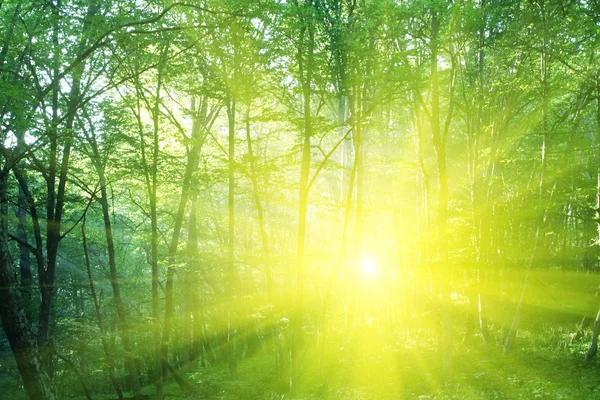 Сонячний ліс — стокове фото