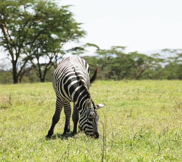 Zebra — Stock fotografie