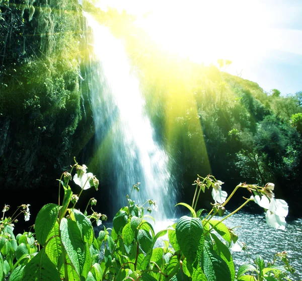 Wodospad w dżungli — Zdjęcie stockowe