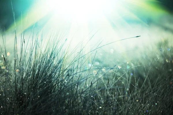 Märkä niitty — kuvapankkivalokuva