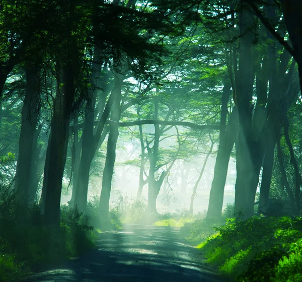 Estrada na selva — Fotografia de Stock