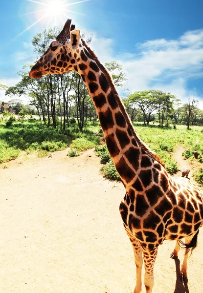 Girafe — 스톡 사진