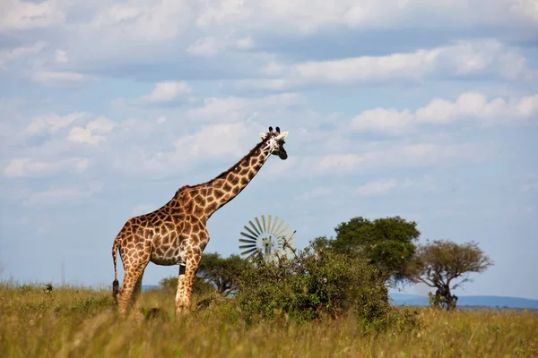 Savannah zürafa — Stok fotoğraf