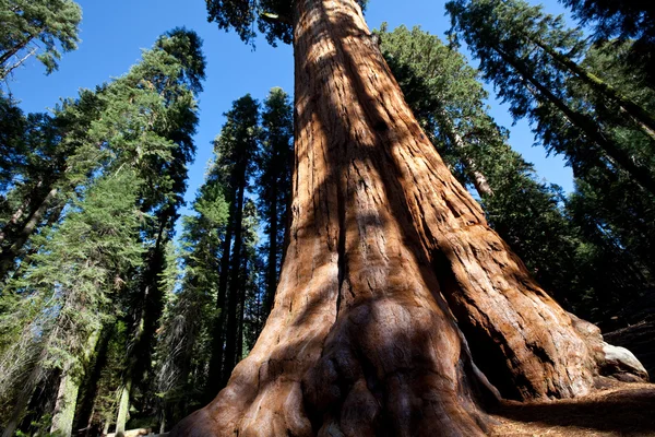 Sequoya — Foto Stock
