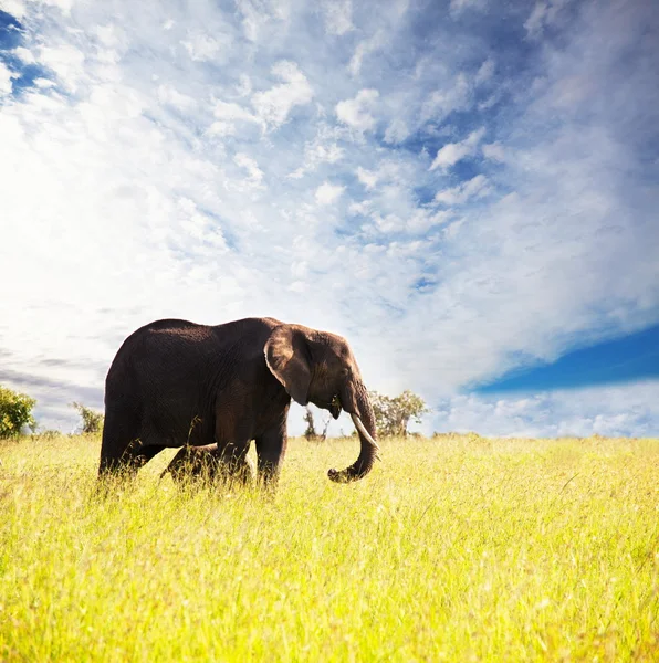 Elefante — Foto Stock