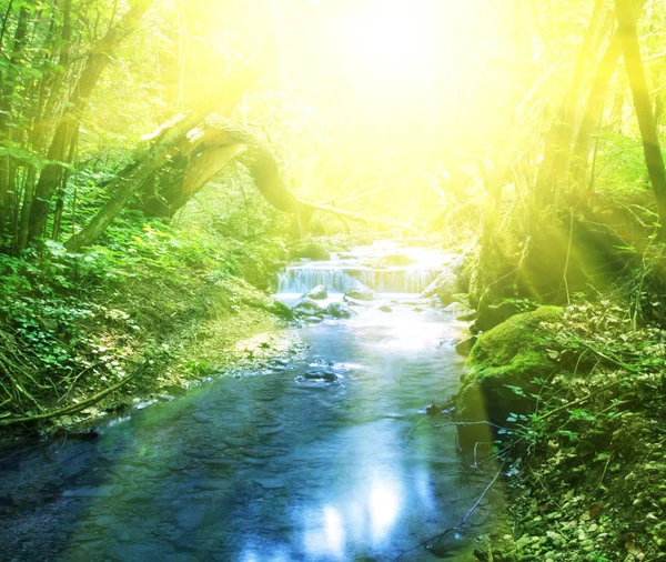 stock image River in forest