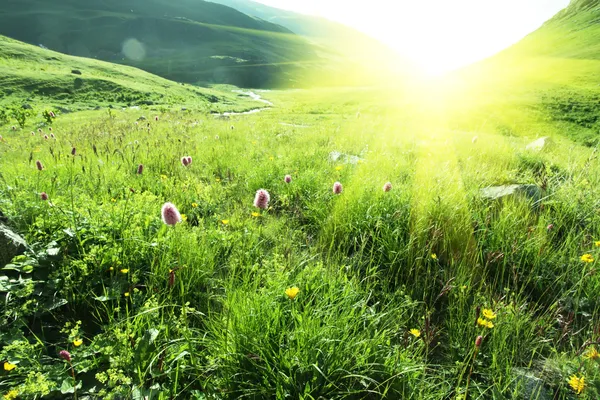 Sunny meadow — Stock Photo, Image