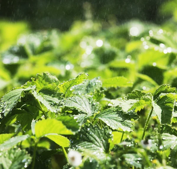 stock image Wet grass