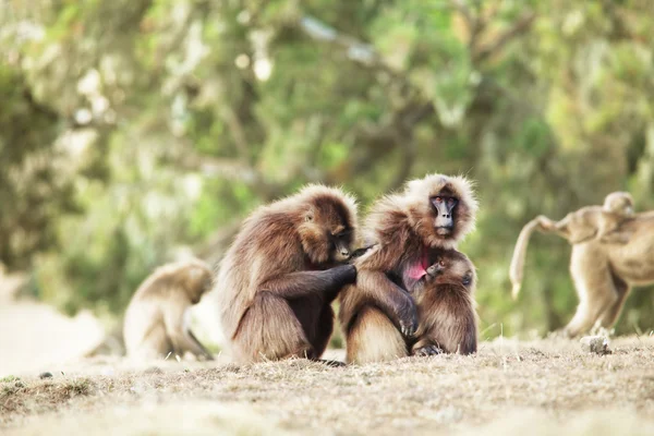 猴子狒狒 — 图库照片
