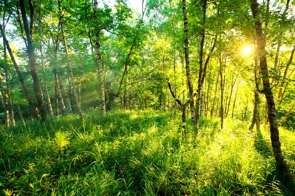 Yaz orman — Stok fotoğraf