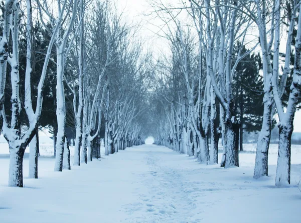 凍結の木 — ストック写真