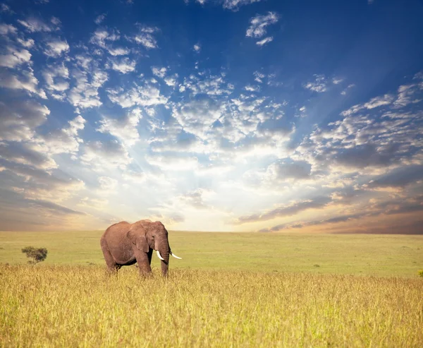 Слон в саванне — стоковое фото