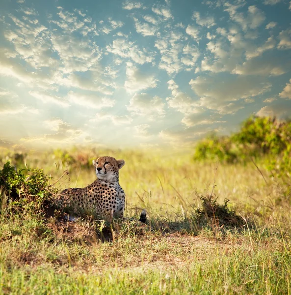 Gepard — Photo