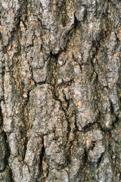 Старое разлагающееся дерево — стоковое фото
