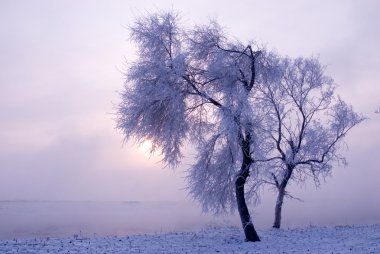 Tree in winter in a north island clipart