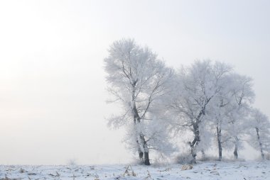 Tree in winter in a north island clipart