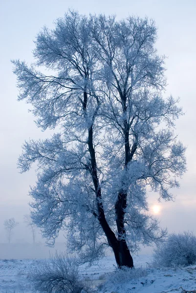 Tree in winter in a north island — Stock Photo, Image