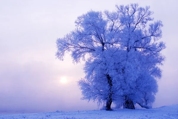 Baum im Winter auf einer Nordinsel — Stockfoto