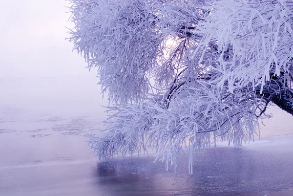 Δέντρο το χειμώνα σε ένα νησί του Βορρά — Φωτογραφία Αρχείου