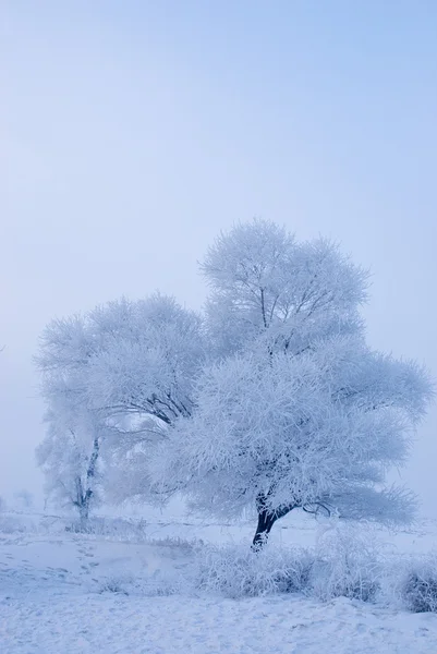 Albero in inverno in un'isola del nord — Foto Stock