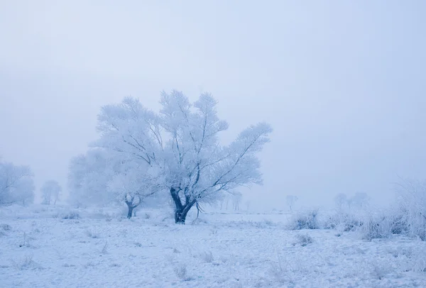 Δέντρο το χειμώνα σε ένα νησί του Βορρά — Φωτογραφία Αρχείου