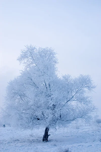 Дерево взимку на північному острові — стокове фото