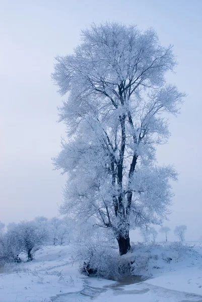Fa, télen az északi-szigeten — Stock Fotó