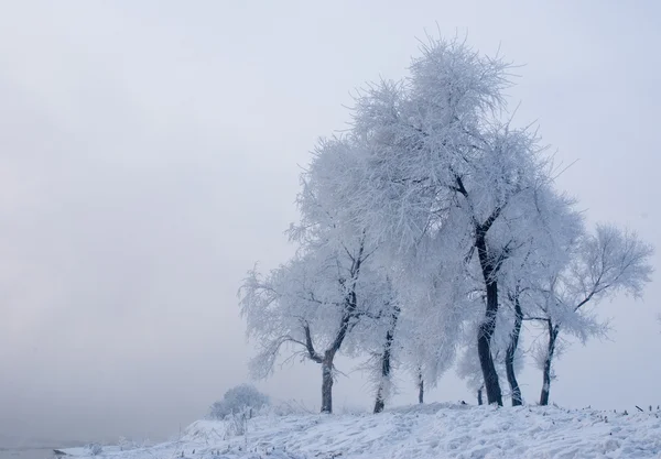북 섬에 있는 겨울 나무 — 스톡 사진
