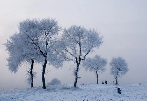 Träd på vintern i en norr ö — Stockfoto